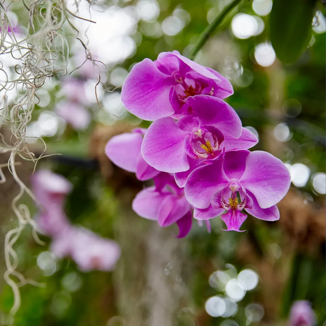 Orchid Photography (ADULT)