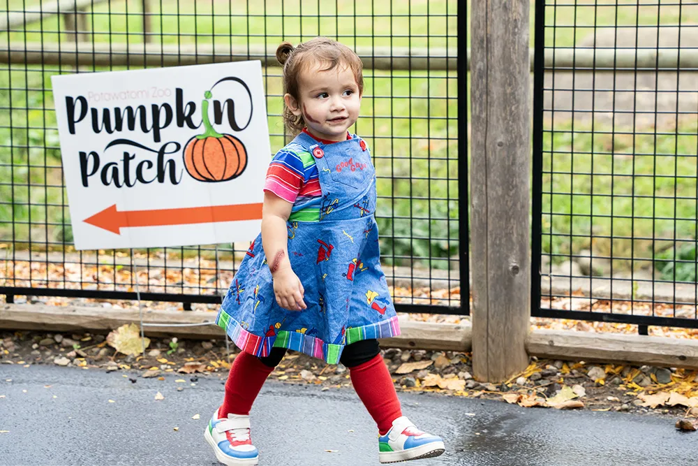 2026 Pumpkin Patch