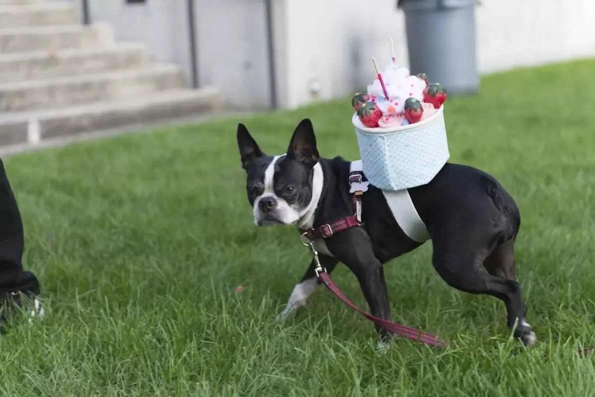 39th-annual-streeterville-dog-halloween-party